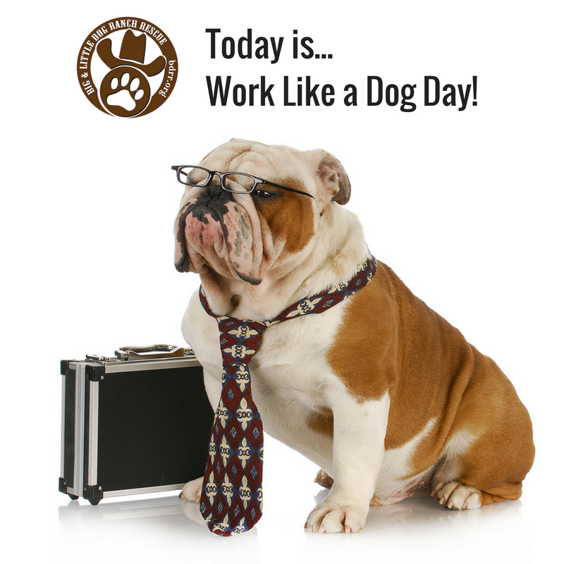 Work Like a Dog Day Work Like a Dog Day