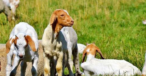 10 Cara Ternak Kambing Etawa Untung Jutaan Buat Pemula Investasi