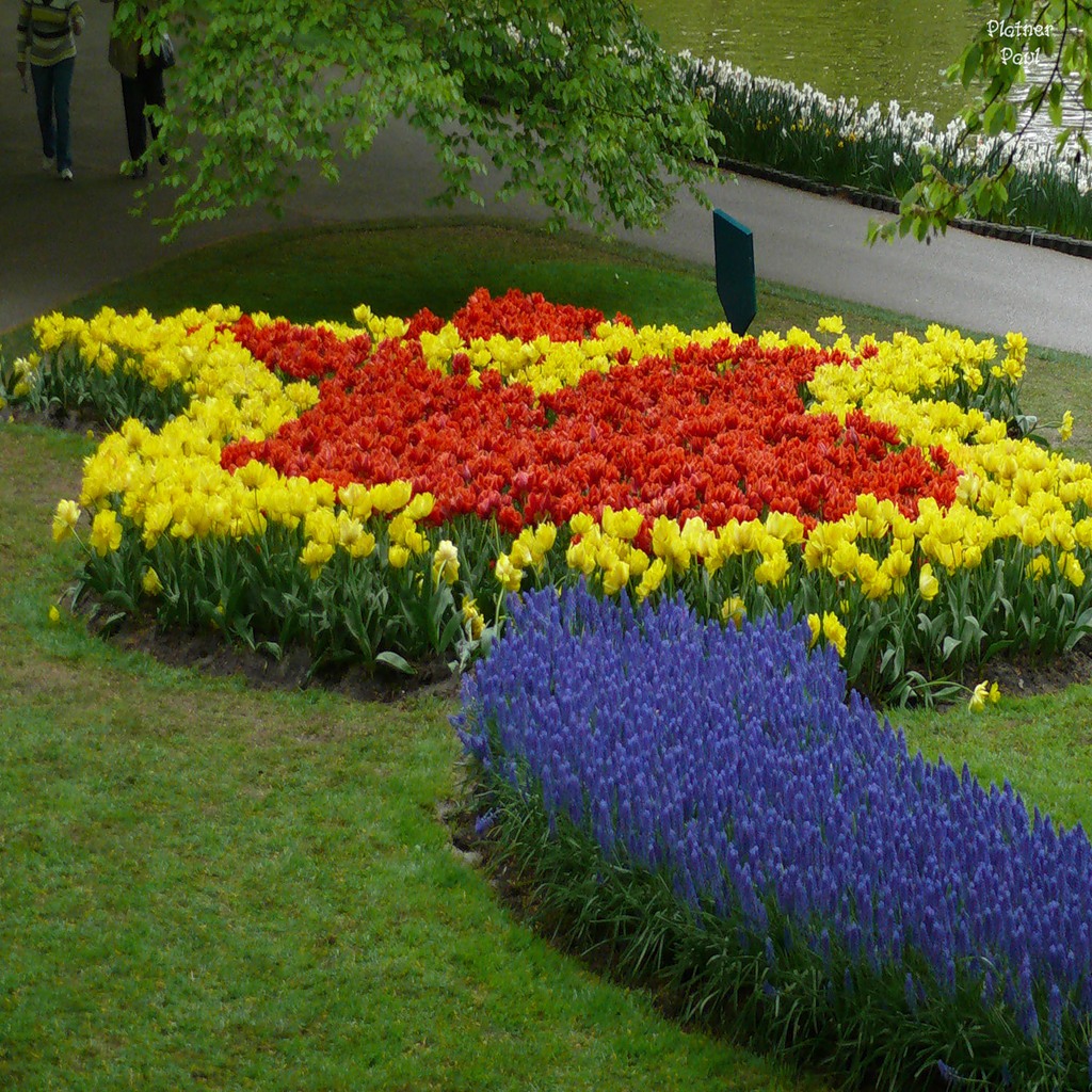 красивые цветники. анютины глазки цветы на клумбе. покажи клумба. покажи клумба. эшшольция агератум рабатка.