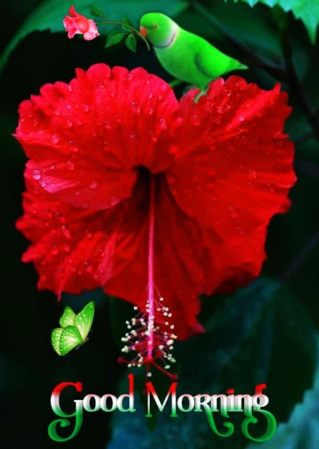 Good Morning Images For Whatsapp Good Morning Images For Whatsapp
