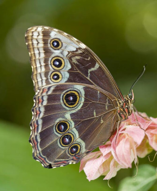 فراشة البومة العملاقة فراشة البومة العملاقة