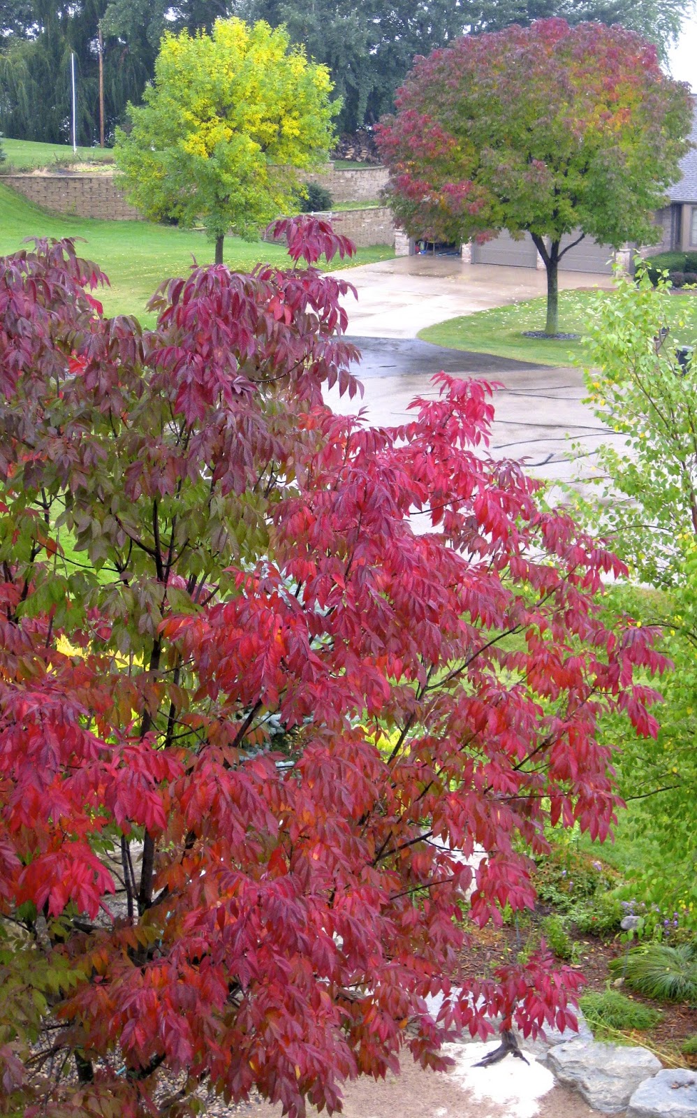 Think Global, Garden Local: Changing fall colors in the yard