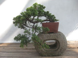 Japanese juniper