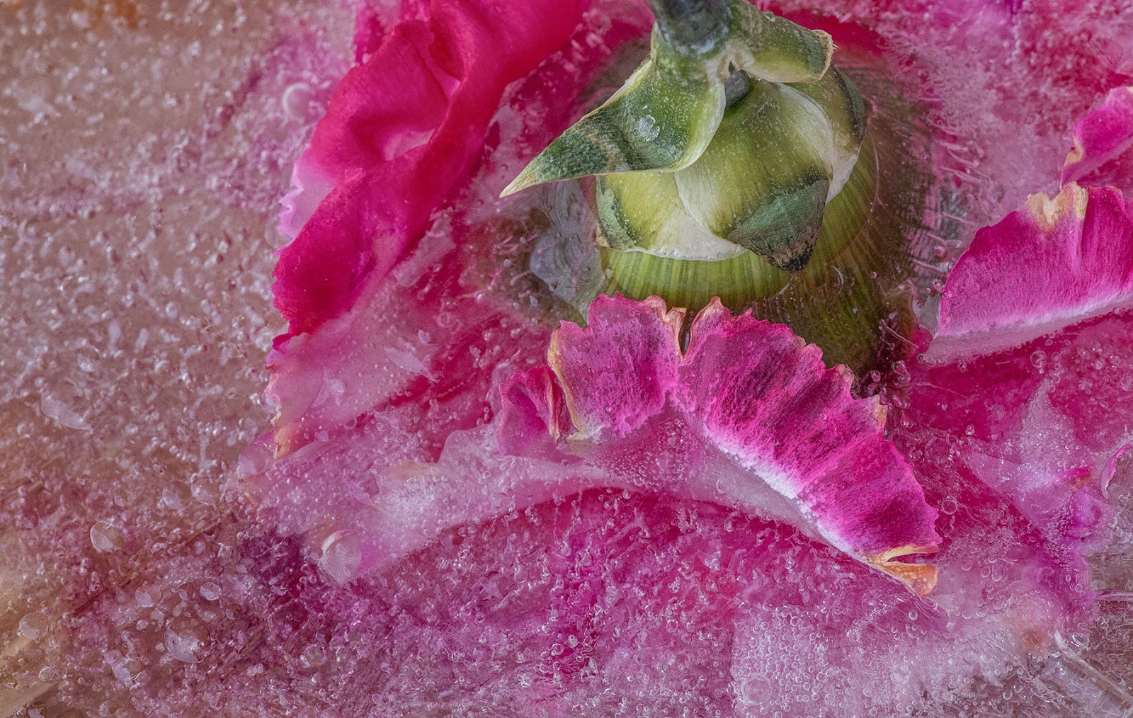 Kathleen Clemons Photography Frozen Flowers