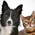 Do you understand dogs and cats when we talk to them? Do you understand dogs and cats when we talk to them?