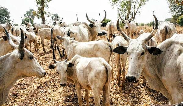 Cows test positive for Bovine Tuberculosis in Abia - Nigeria