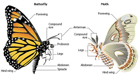 What Is The Difference Between A Moth And A Butterfly? |The Garden Of Eaden