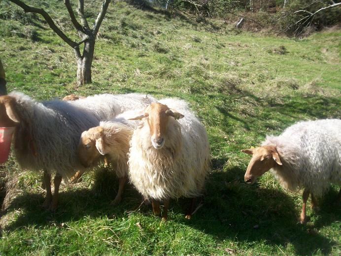 Hilandocabos Carranzana