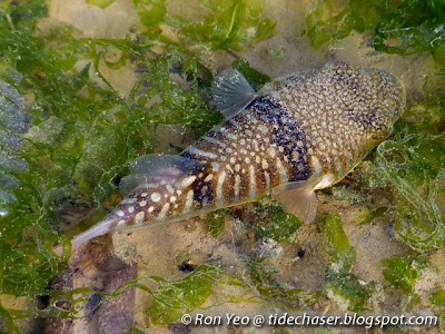 Oblong Blowfish (Takifugu oblongus)
