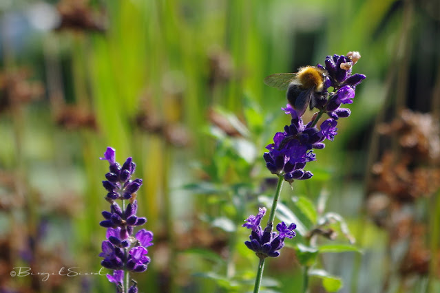 Biene an Lavendel