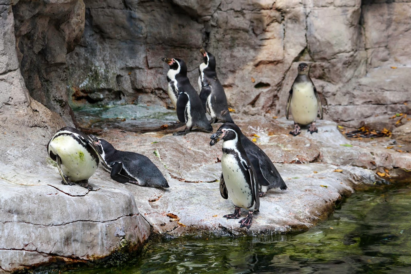 Penguins at the St. Louis Zoo