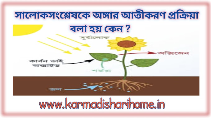 সালোকসংশ্লেষকে অঙ্গার আত্তীকরণ বলা হয় কেন Why photosynthesis is called carbon assimilation?
