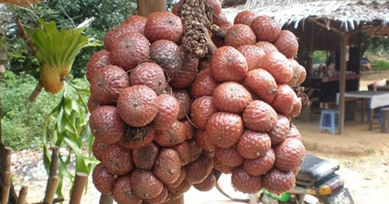 19 Arti Mimpi Tentang Buah Kelubi Menurut Primbon Jawa dan 19 Arti Mimpi Tentang Buah Kelubi Menurut Primbon Jawa dan