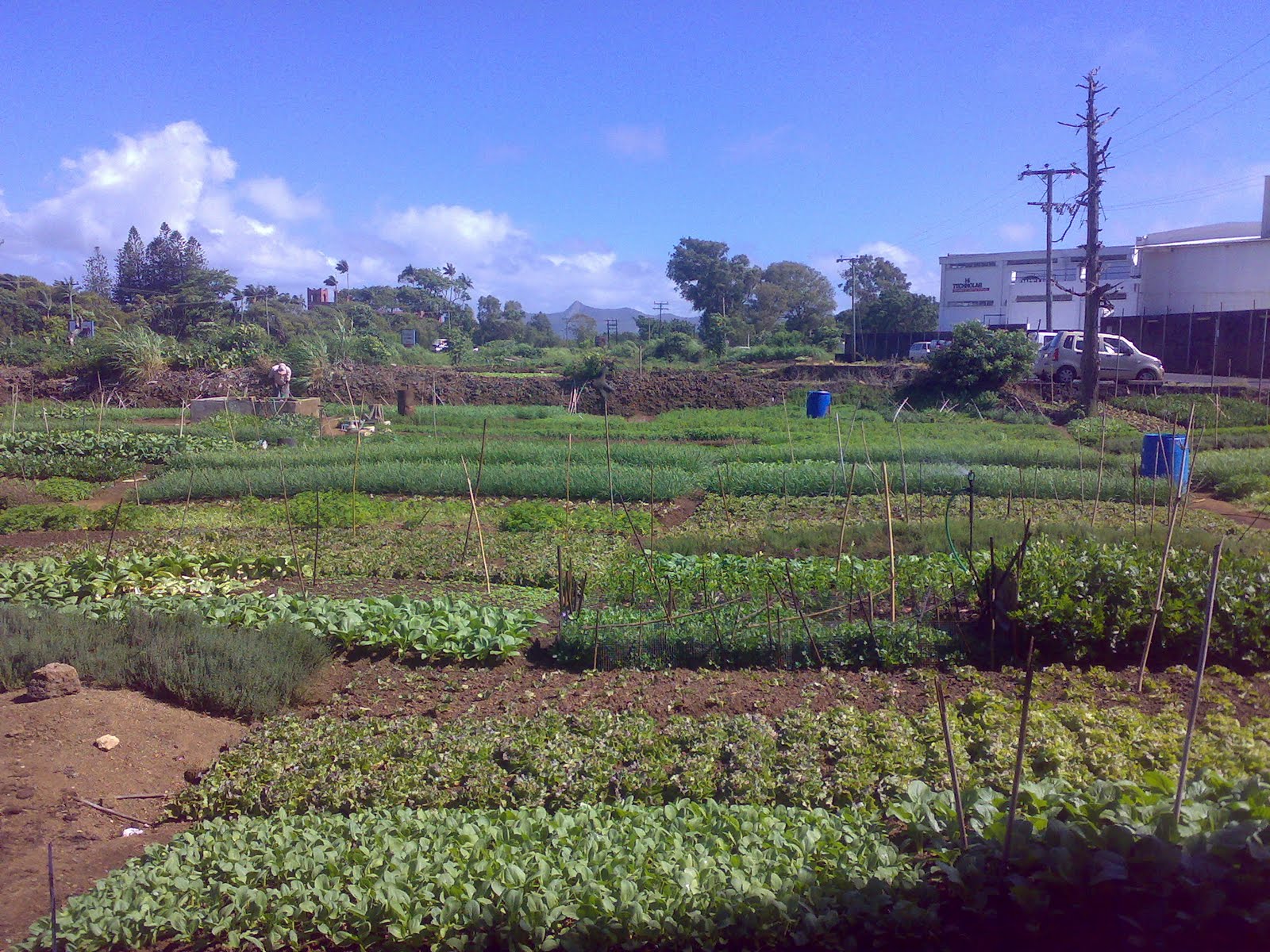 Mauritius Agriculture News Agriculture Racing towards Food Security
