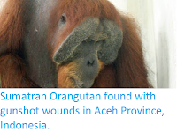 https://sciencythoughts.blogspot.com/2019/12/sumatran-orangutan-found-with-gunshot.html