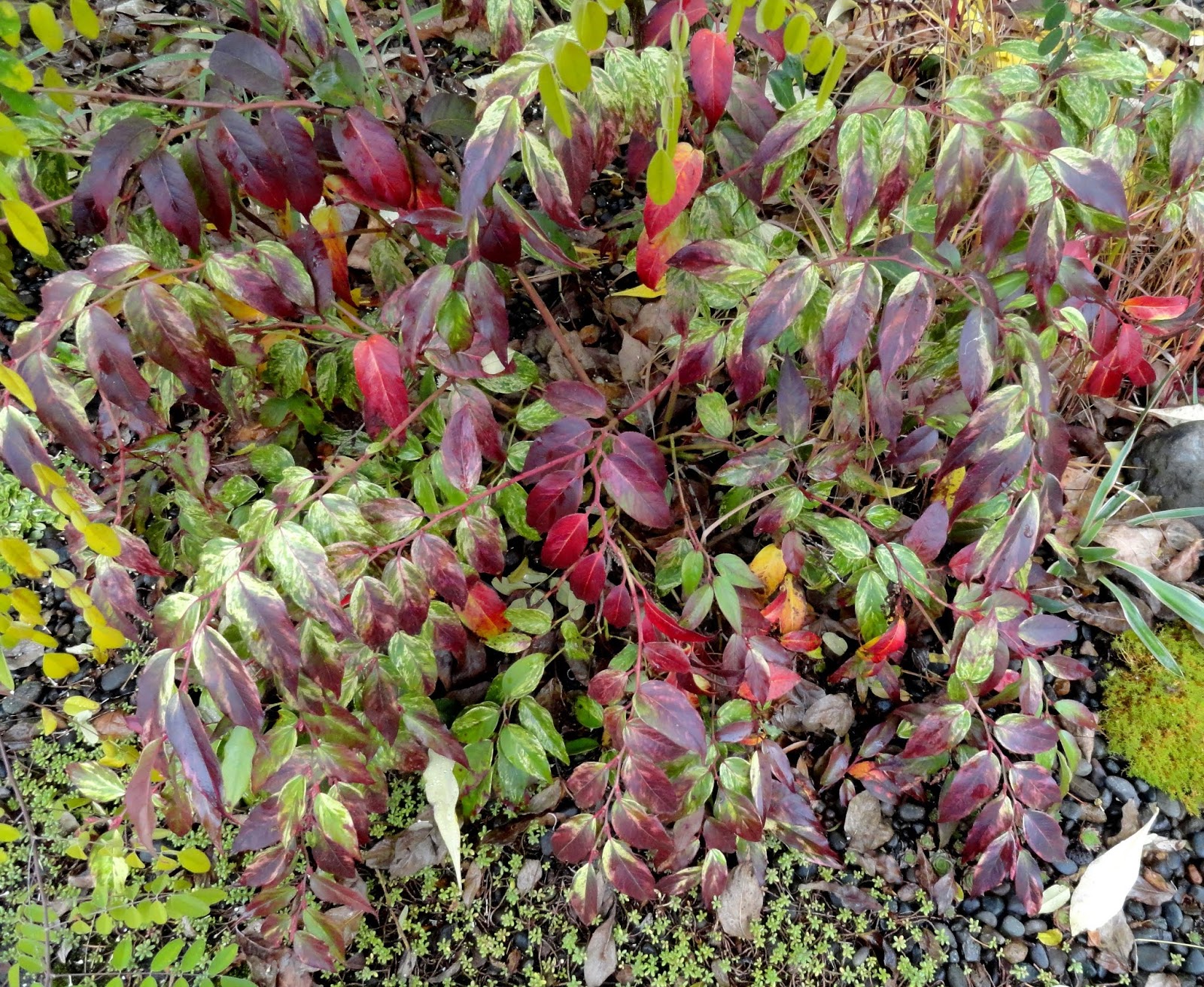 Liste 96+ Loropetalum Chinense Red Chocolate By Doodle