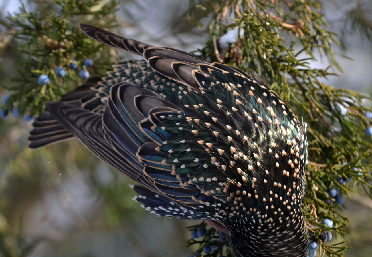 Woods Walks and Wildlife Beautiful Starlings??