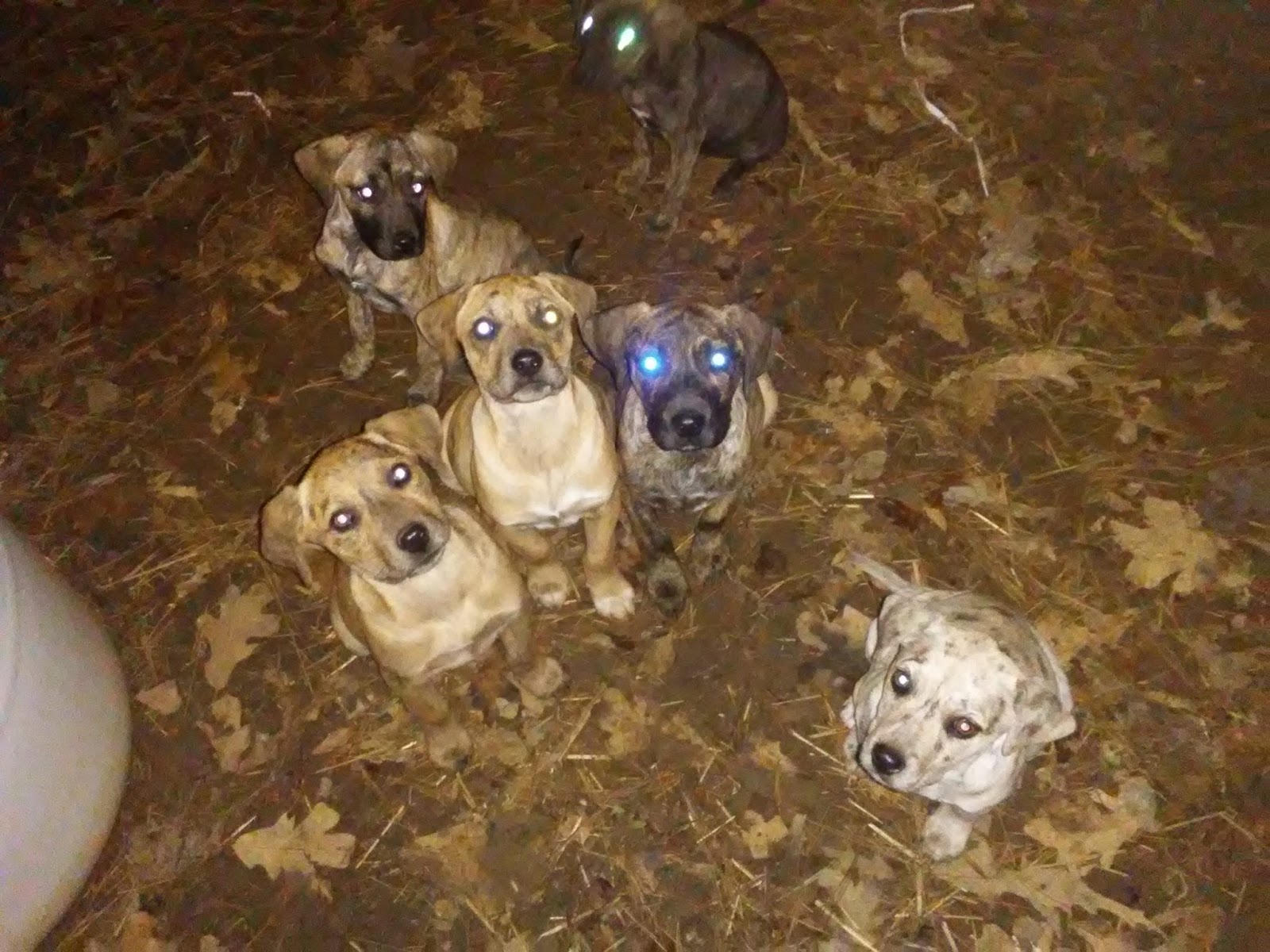 The Catahoula Hog Dog Pen Dogs For Sale