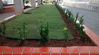 Prefeitura de Pariconha inicia arborização e paisagismo da Praça Central “Sagrado Coração de Jesus”