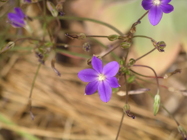 A California Native Plant Garden in San Diego County: Native California ...