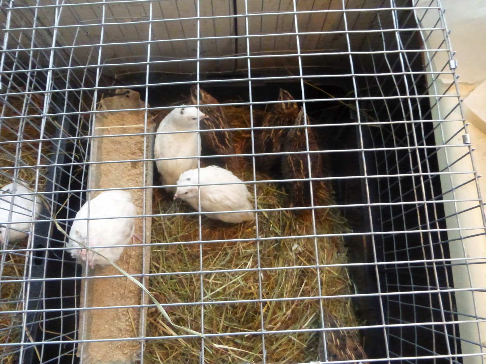 Rabbit Self Watering System