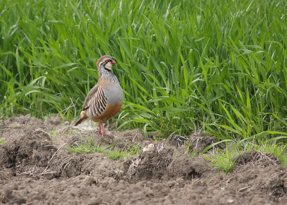 How Much Does A Partridge Cost