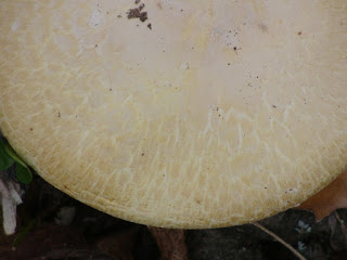 Agaricus silvicola DSC70612