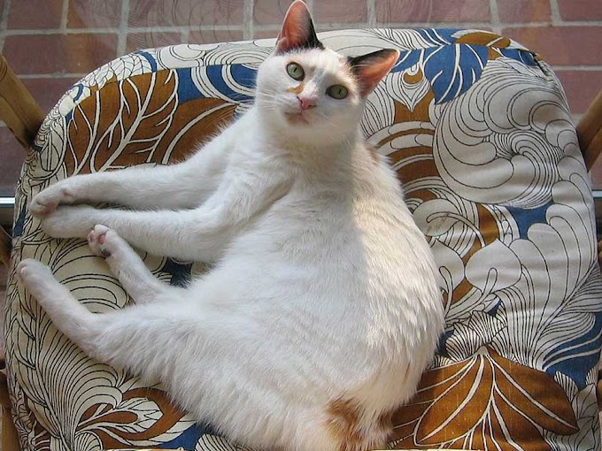 Japanese Bobtail | Active and Intelligent Domestic Cat Breeds