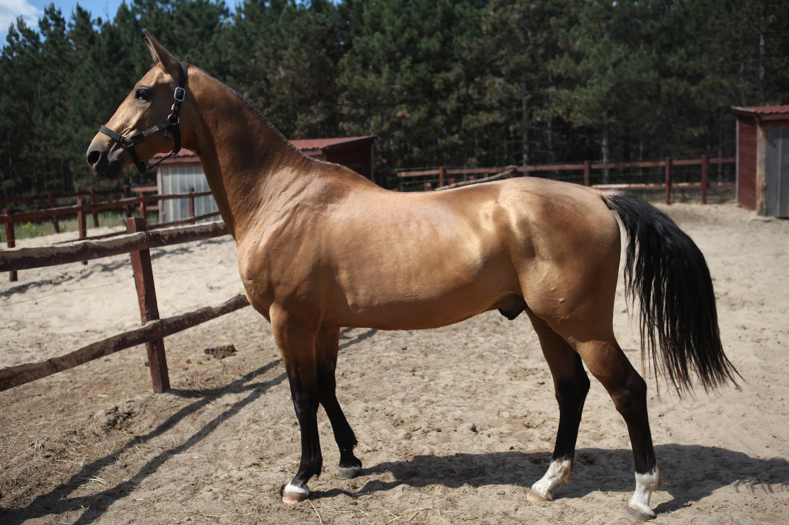 Kia Herold The day I met a "Golden Horse"