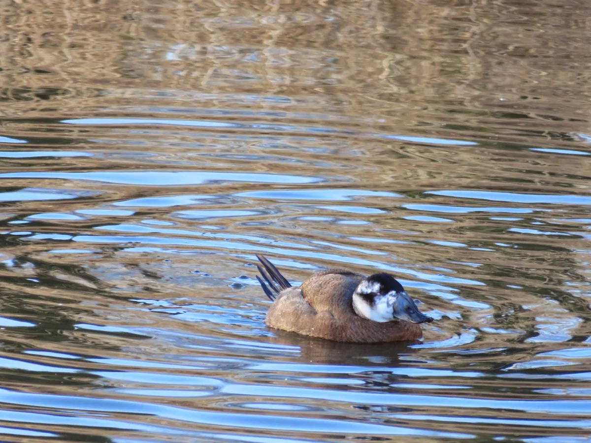 White-headed Duck at WWT London Wetland Centre