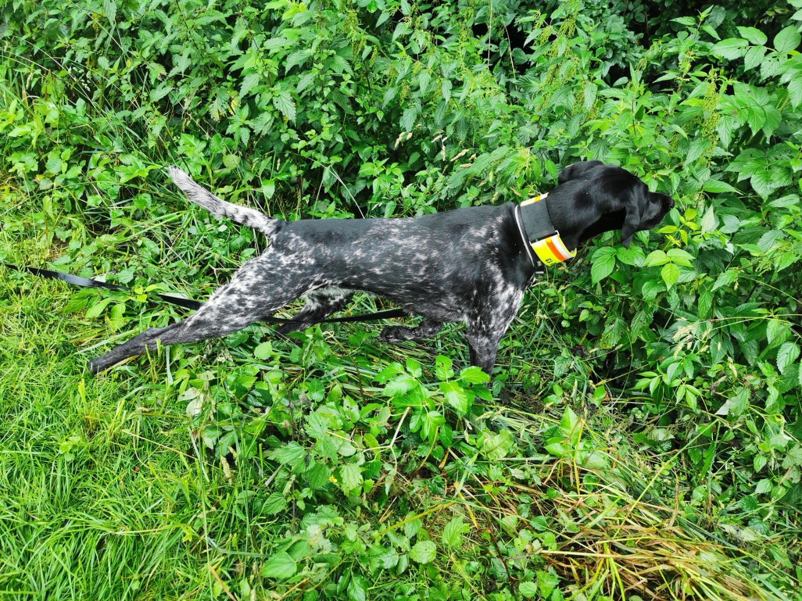 DK vom Moosbach Orella vom Moosbach