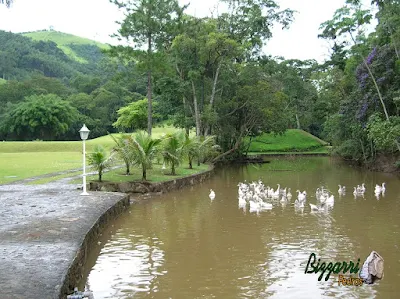 Construção de lagos com muros de pedra em volta com pedra moledo com o gramado em volta com grama esmeralda em sítio em Nazaré Paulista-SP.