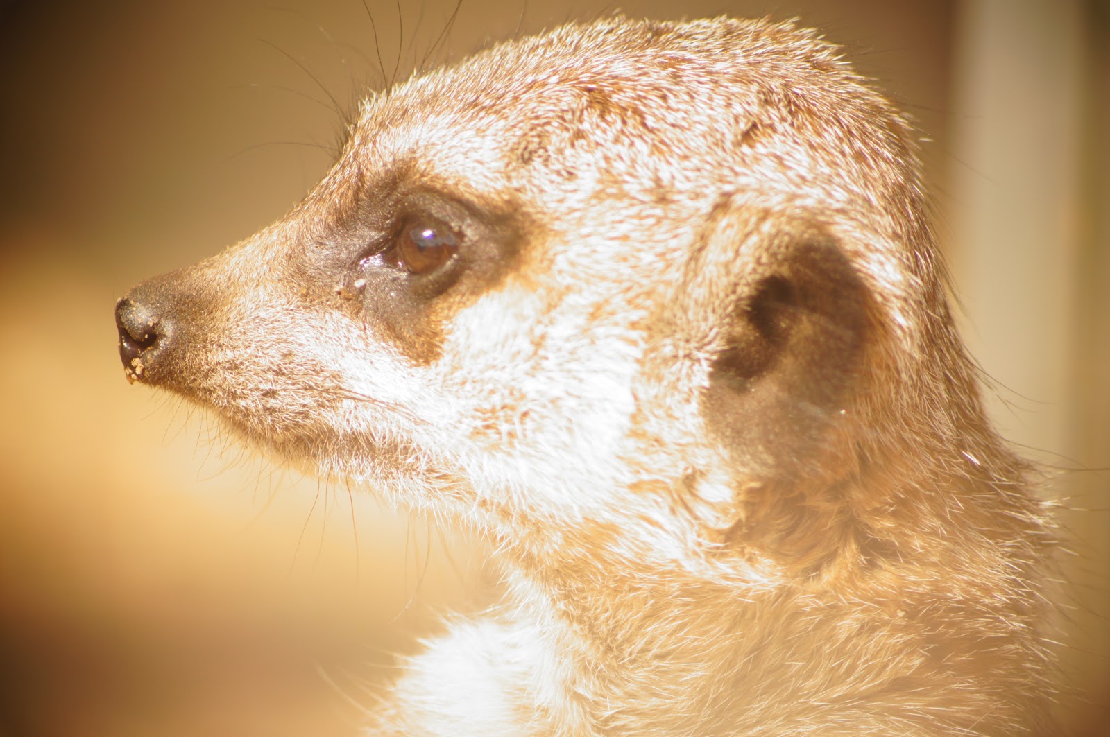 meerkat free image