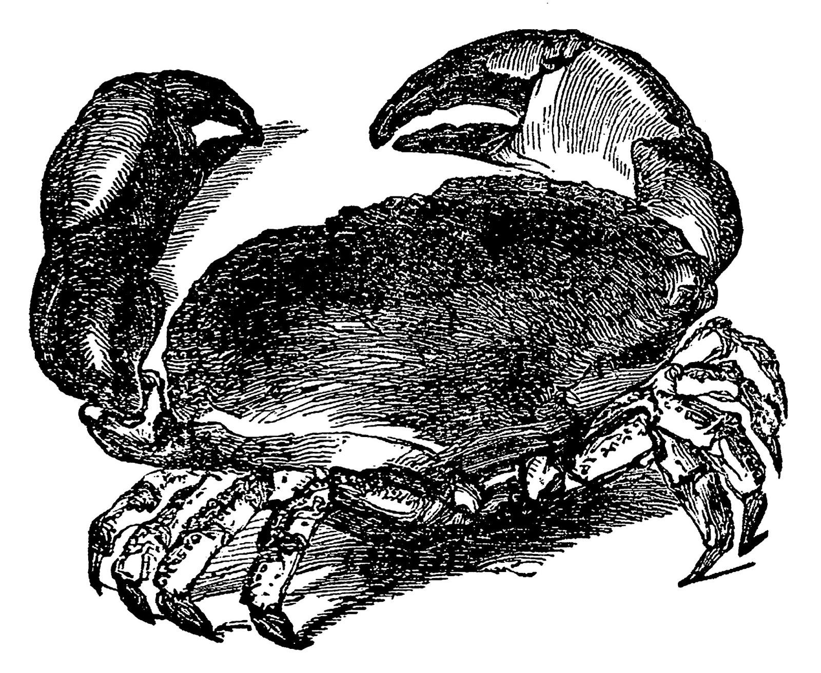 Digital Stamp Design Printable Crab Sea Life Transfer Image Vintage Digital Stamp Design Printable Crab Sea Life Transfer Image Vintage