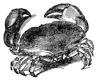 crab sea life ocean image transfer illustration artwork drawing