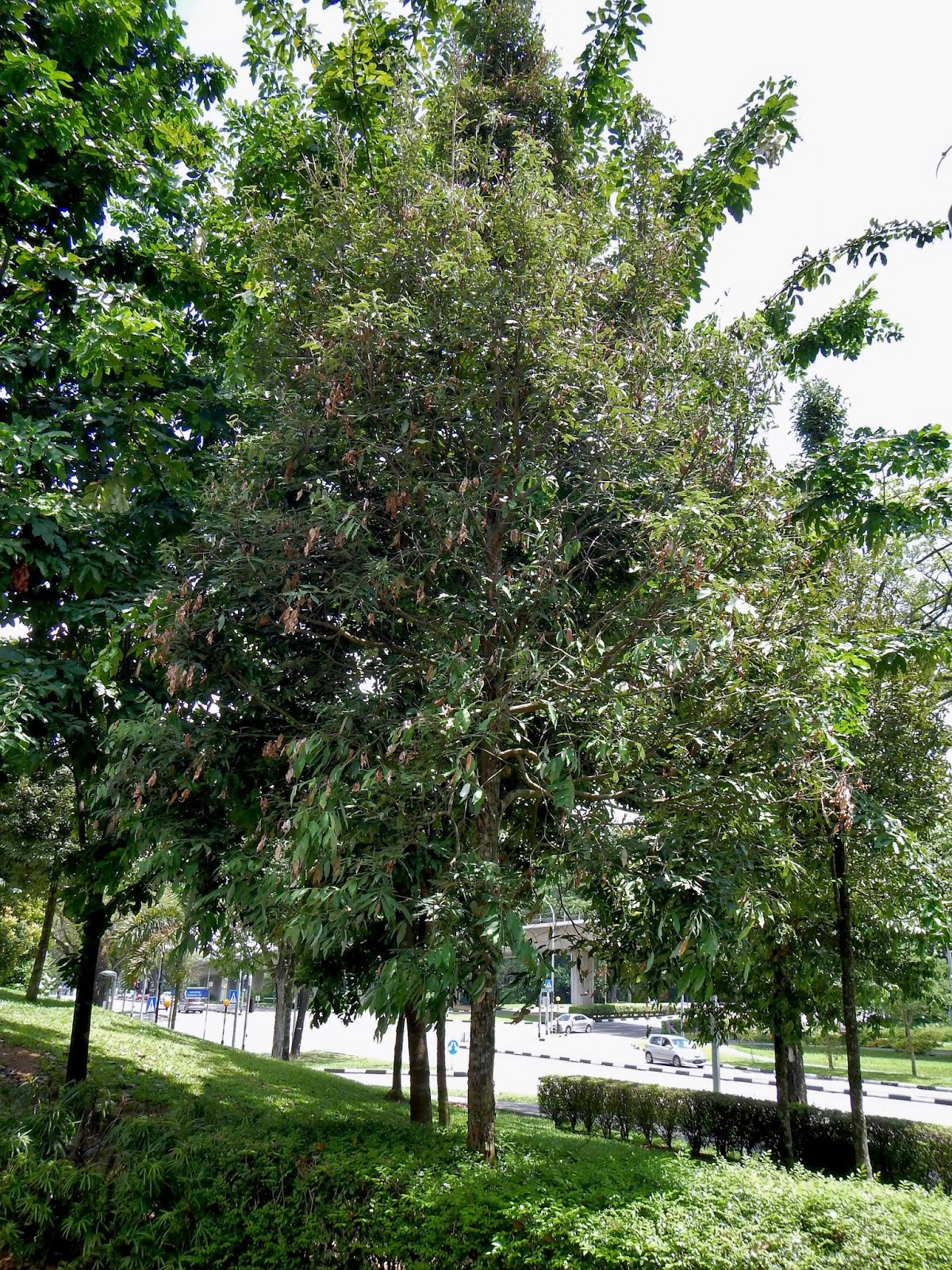 Montreal Green Park Ceylon Ironwood