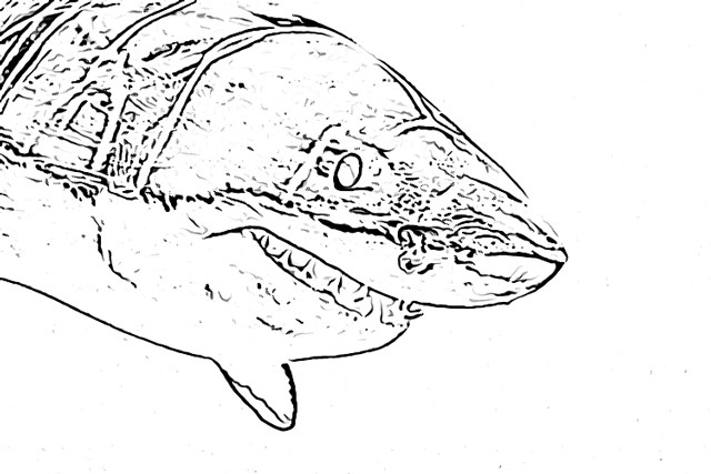 Shark coloring pages holiday.filminspector.com