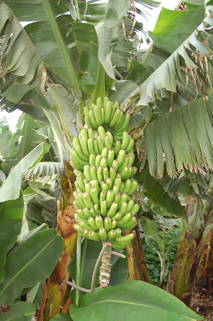platanera