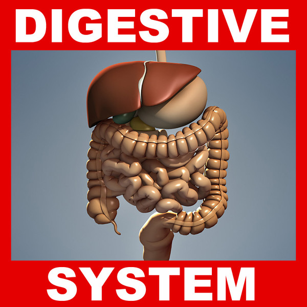 life: digestive systam