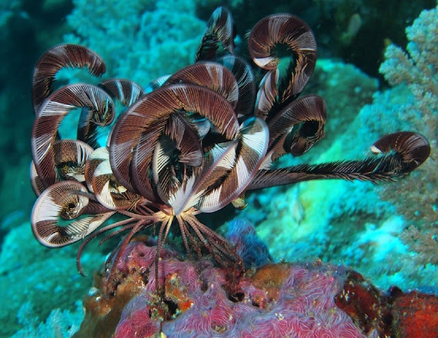 Морские лилии (лат. Crinoidea)