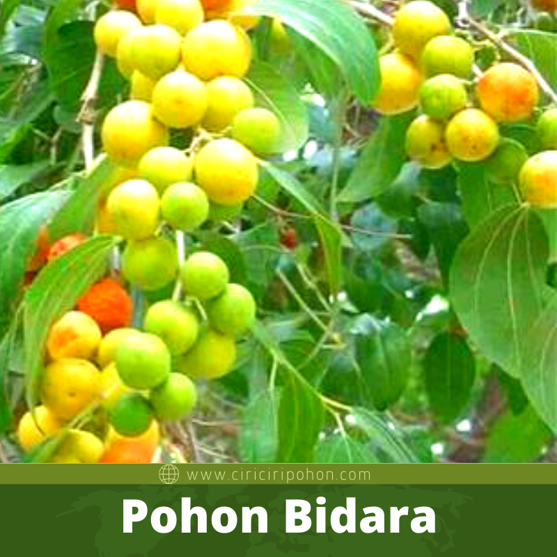 Bibit Pohon Bidara