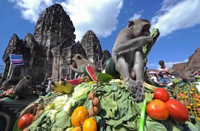 مهرجان بوفيه القردة، تايلاند