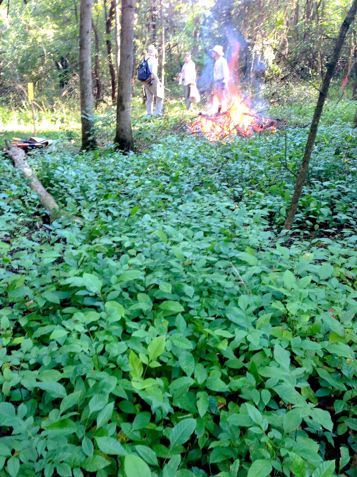 Strategies for Stewards: from woods to prairies : The Revenge of the