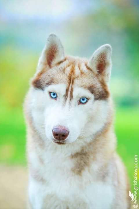 Husky: huski siberiano color miel