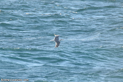 Gavià argentat (Larus michahellis)