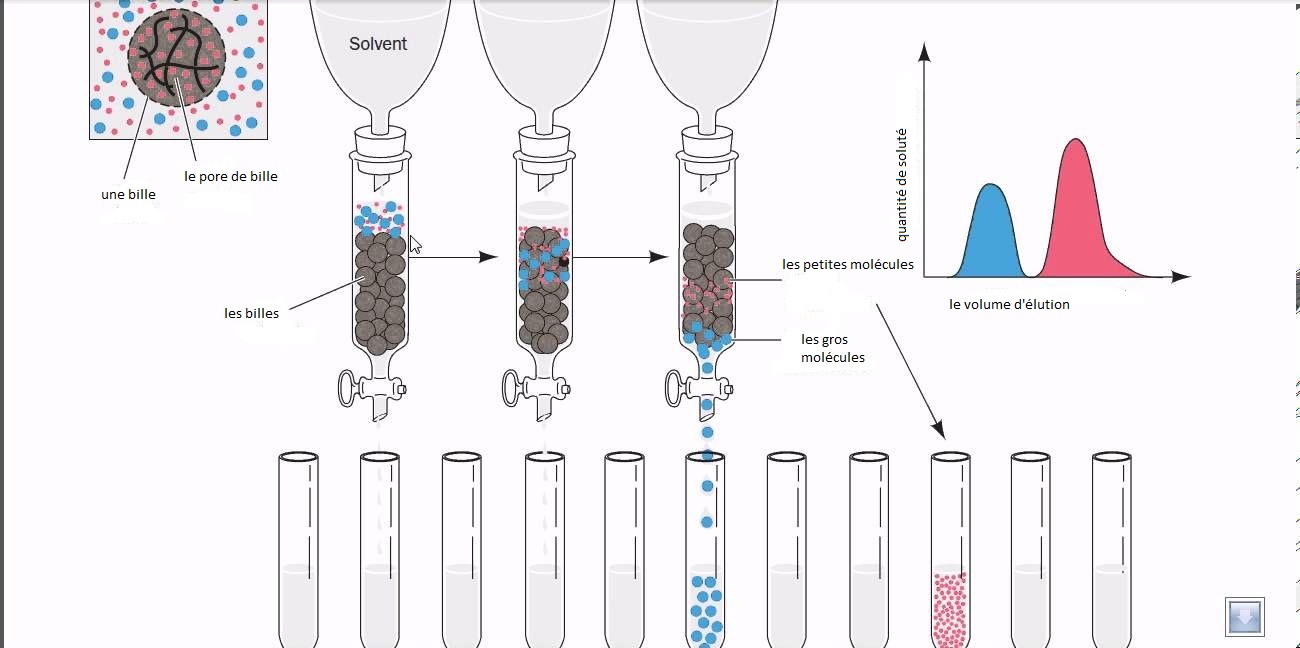 séparation des protéines selon la taille