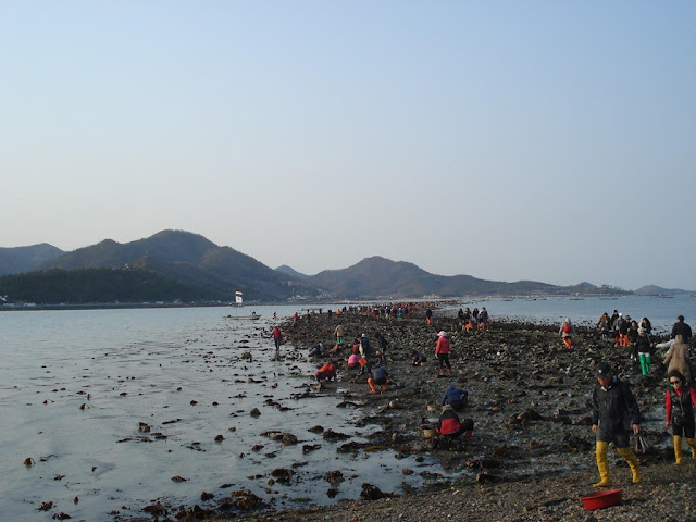 The sea road connecting Jindo and Modo islands (South Korea).