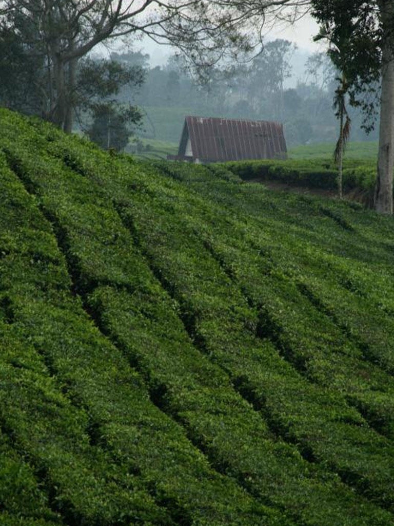 My Adventure My Style: Kebun teh sidamanik