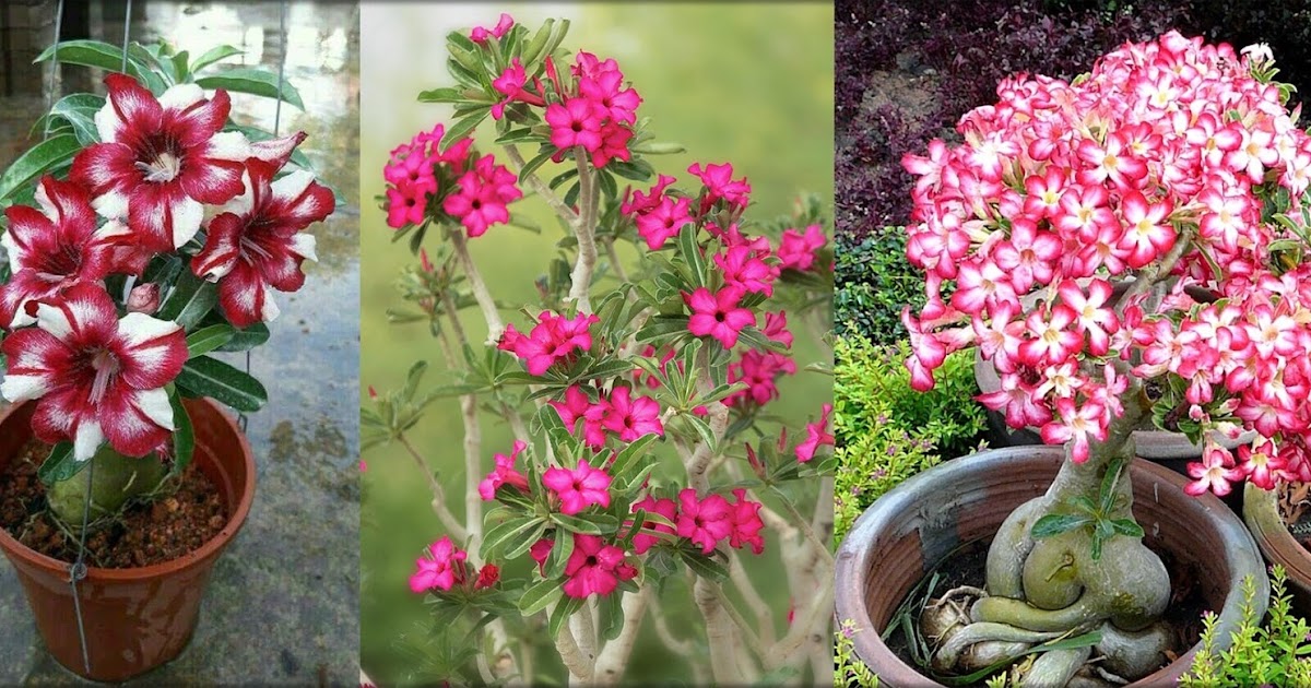 Desert Rose Adenium Obesum Characteristics, Cultivation and Care