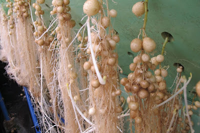 Um jeito diferente de plantar batatas: Aeroponia